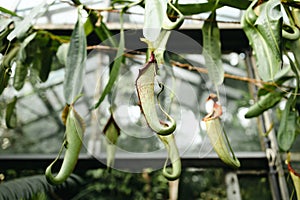 Close up Nepenthes plant in nature summer forest. Abstract green striped nature background