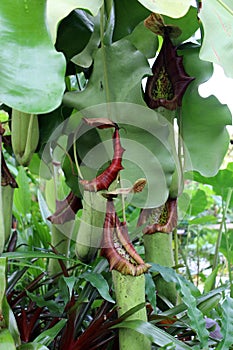 Close Up of a Nepenthes Truncata Carnivorous Plant