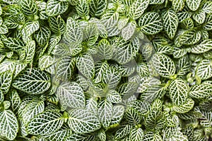 Close up of nerve plant Fittonia albivenis