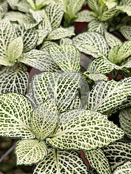 Flowers and plants.Close up of Nerve\'s plant Fittonia albivenis, argyroneura white Anne photo