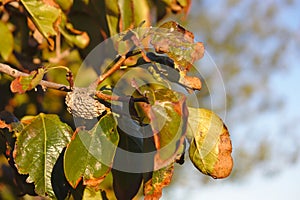 A nest created by wasps in a tree