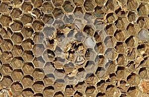 Close-up of the nest of the European hornet