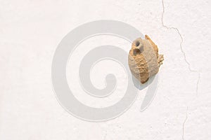 Mud dauber nest