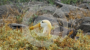Close up of a nesting waved albatross on isla espanola in the galapagos photo