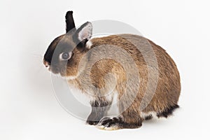 Netherland Dwarf rabbit isolated on white background