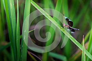 Close up of Neurothemis tullia,Pied Paddy Skimmer Dragonfly on g