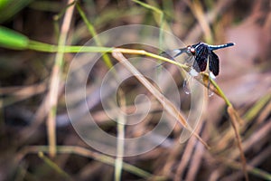 Close up of Neurothemis tullia,Pied Paddy Skimmer Dragonfly on g