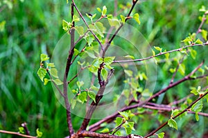 Close up of new bright green leaves grow from the small fresh buds on the young tree brunch in the garden in spring season.