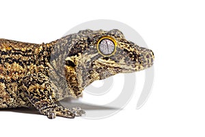 Close-up on a New Caledonia bumpy gecko head, Rhacodactylus auriculatus