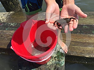 Close-up of New England crab held by boys hands with red bucket