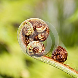 Close up of new fern leaf