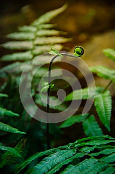 Close-up new fern leaf in forest