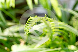 Close up new fern leaf in garden with blur background.