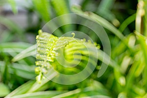 Close up new fern leaf in garden with blur background.