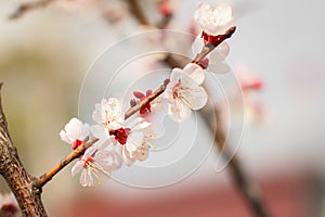 Close up new fresh apricot flowers in spring time in Orchard in selective focus