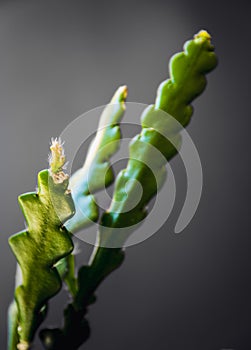 Close-up on the new growth on a fishbone cactus Epiphyllum Anguliger