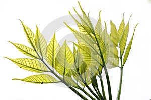 Close-up of a new growth green leaf plants in white background