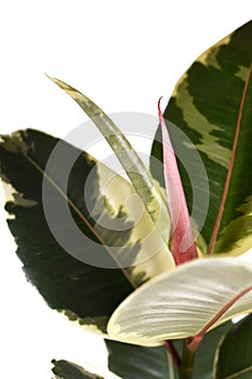 Close up of new leaf growth of tropical `Ficus Elastica Tineke Variegata` rubber tree plant on white background