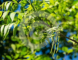 Close-up new leaves with flowers of the Pecan nut tree Carya illinoinensis. Male inflorescence on pecan branches.