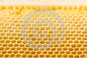 Close up of new natural honey bee comb