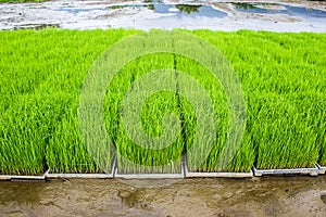 Close up new rice paddy field in north of Thailand.