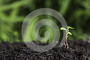 Close up of new seedling sprouting from the ground with vivid green bokeh background