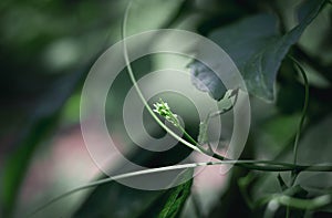 Close up new small leaves and blur green natural background