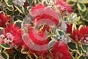 Close up of New Zealand Christmas bush endemic to the volcanic Kermadec Islands New Zealand