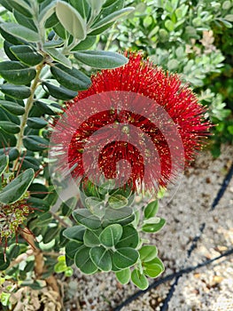 close up of New Zealand Christmas Tree (Metrosideros excelsa)