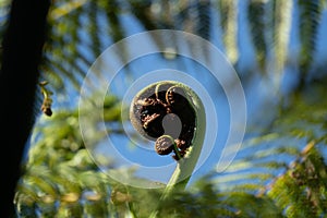 Close up of a New Zealand fern Koru