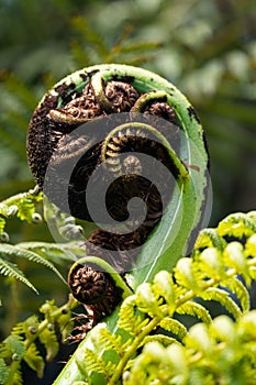 Close up of a New Zealand fern Koru with a blurred out background