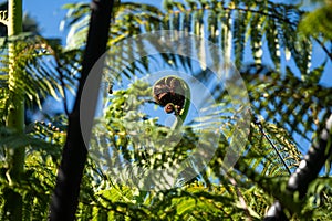 Close up of a New Zealand fern Koru