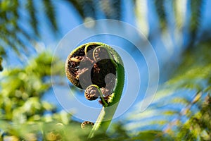 Close up of a New Zealand fern Koru