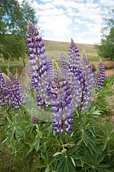 Close up of New Zealand Lupins