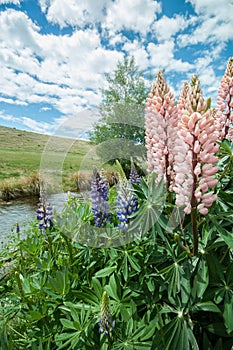 Close up of New Zealand Lupins