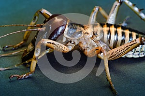 Close up of a New Zealand weta