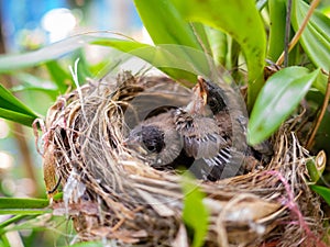 Close-up of newborn birds in bird nest