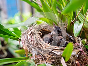 Close-up of newborn birds in bird nest