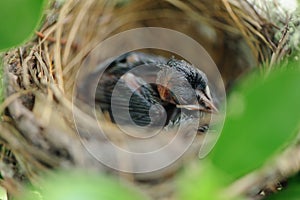 Close-up newborn birds in nest focus area at head