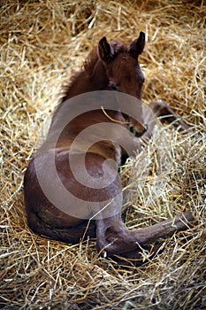 Close up of newborn foal lying in horse stable rural scene