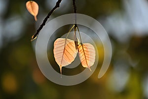 Close up newborn in fresh morning ,, leaf, life, macro