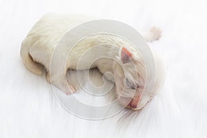 Close-up of a Newborn maltese dog. Beautiful dog color white. 4 day old. Puppy on Furry white carpets. baby dog on Furry carpet.