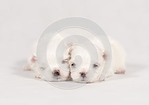Close-up of a Newborn Maltese dog. Beautiful dog color white. baby dog on Furry carpet. Maltese puppy Sleeping on a carpet.