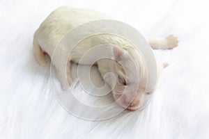 Close-up of a Newborn maltese dog. Beautiful dog color white. 4 day old. Puppy on Furry white carpets. baby dog on Furry carpet.