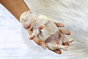 Close-up of a Newborn maltese puppy. Beautiful dog color white. 4 day old. Puppy on Furry white carpets. dog on hand. Hound on