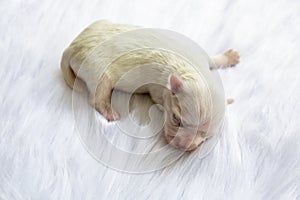 Close-up of a Newborn maltese puppy. maltese dog. Beautiful dog color white. 4 day old. Puppy on Furry white carpets. baby dog on