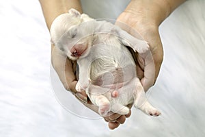 Close-up of a Newborn maltese puppy. maltese dog. Beautiful dog color white. 4 day old. Puppy on Furry white carpets. dog on hand