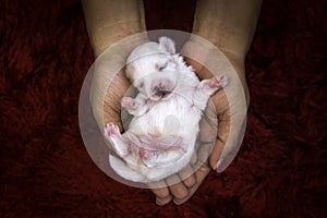 Close-up of a Newborn Maltese puppy. Maltese dog Terrier. Beautiful Maltese baby 7 day old. Puppy on hand. Dog on hands forming a