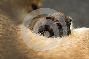 Close-up of a Newborn Shiba Inu puppy. Japanese Shiba Inu dog. Beautiful shiba inu puppy color brown and mom. 1 day old.