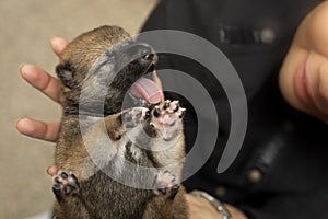 Close-up of a Newborn Shiba Inu puppy. Japanese Shiba Inu dog. B